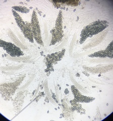 Podospora collapsa