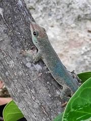 Phelsuma abbotti sumptio