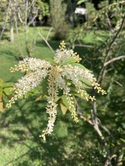 Ledenbergia seguierioides