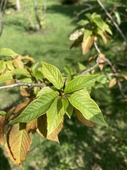 Ledenbergia seguierioides