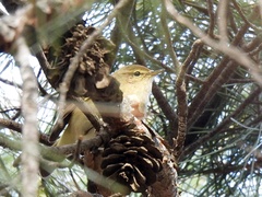 Phylloscopus collybita