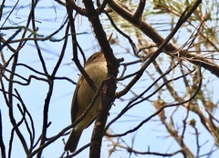 Phylloscopus collybita