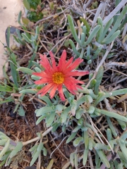 Malephora purpureocrocea