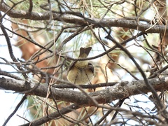 Phylloscopus collybita