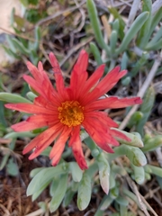 Malephora purpureocrocea