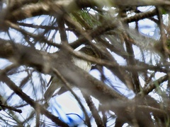 Phylloscopus inornatus