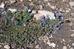 Glandularia tumidula