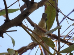Phylloscopus inornatus