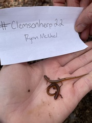 Eurycea chamberlaini