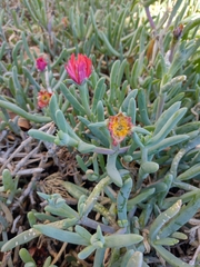 Malephora purpureocrocea