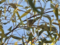 Phylloscopus inornatus