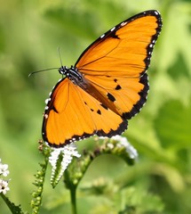 Danaus chrysippus dorippus