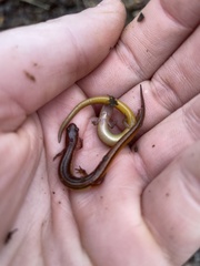 Eurycea chamberlaini