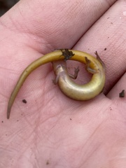 Eurycea chamberlaini