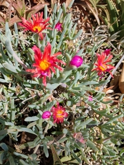 Malephora purpureocrocea