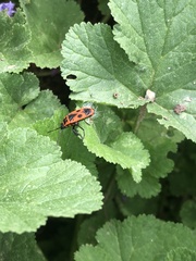 Pyrrhocoris apterus
