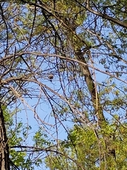 Spizella passerina