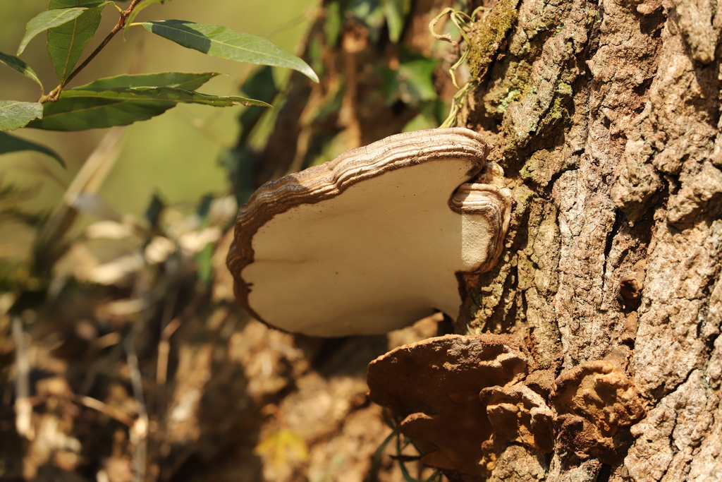 Ganoderma applanatum · March 2022 · photo: © se1 (iNaturalist, cc-by)