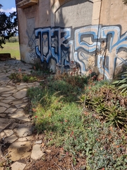 Malephora purpureocrocea