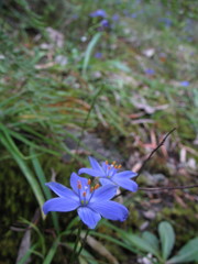 Chamaescilla corymbosa