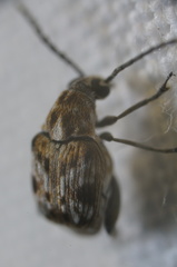 Neltumius texanus