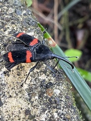 Cactophagus duplocinctus