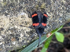 Cactophagus duplocinctus