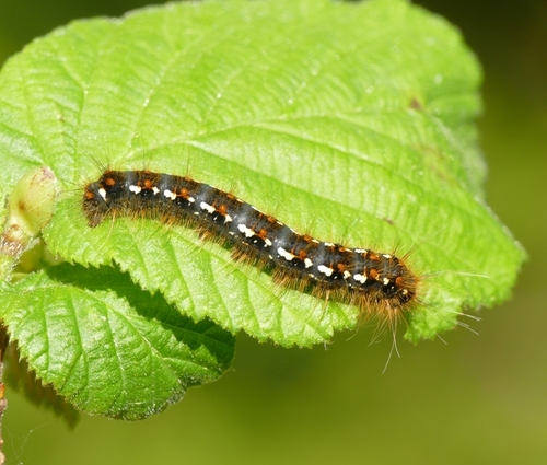 Trichiura crataegi
