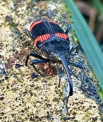 Cactophagus duplocinctus