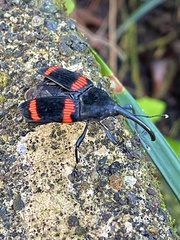 Cactophagus duplocinctus