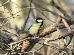 Parus major