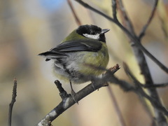 Parus major