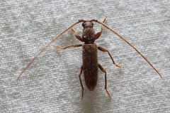 Geropa concolor