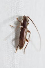 Geropa concolor