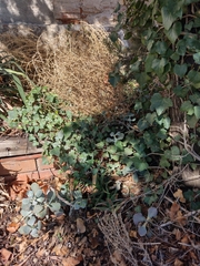 Cotyledon orbiculata