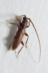Geropa concolor