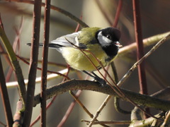 Parus major