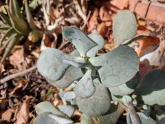 Cotyledon orbiculata