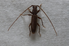 Geropa concolor