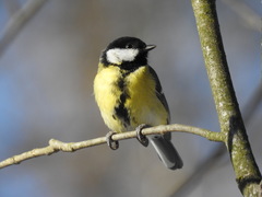 Parus major