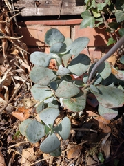 Cotyledon orbiculata