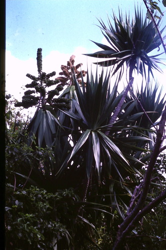 Dracaena image