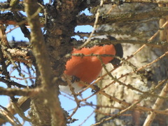 Pyrrhula pyrrhula