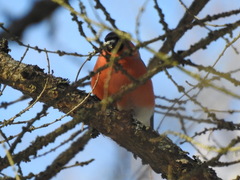 Pyrrhula pyrrhula