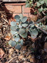 Cotyledon orbiculata