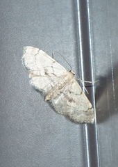 Idaea laevigata