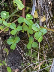 Oxalis spiralis