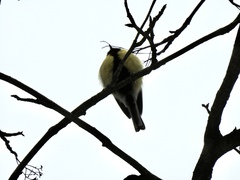 Parus major