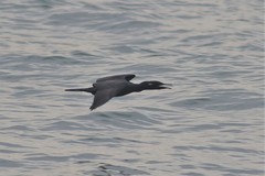 Phalacrocorax fuscicollis