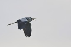 Ardea cinerea